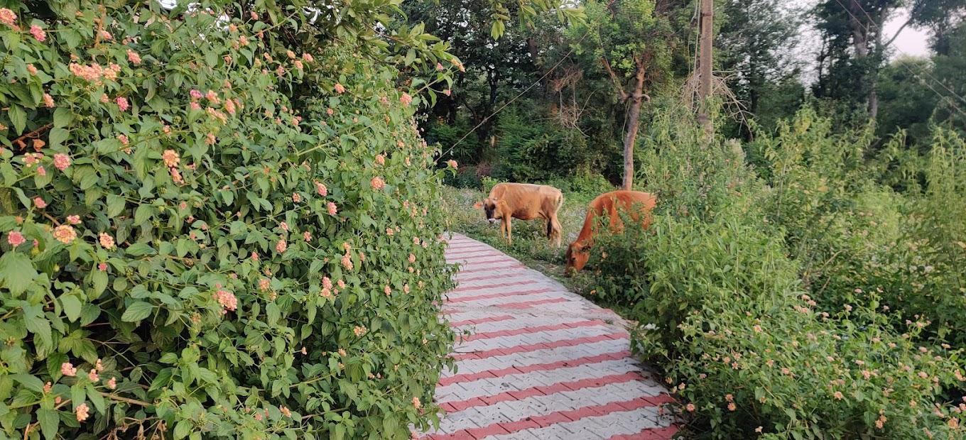 Book The Nest Farmstay – Best Hotel in Kangra