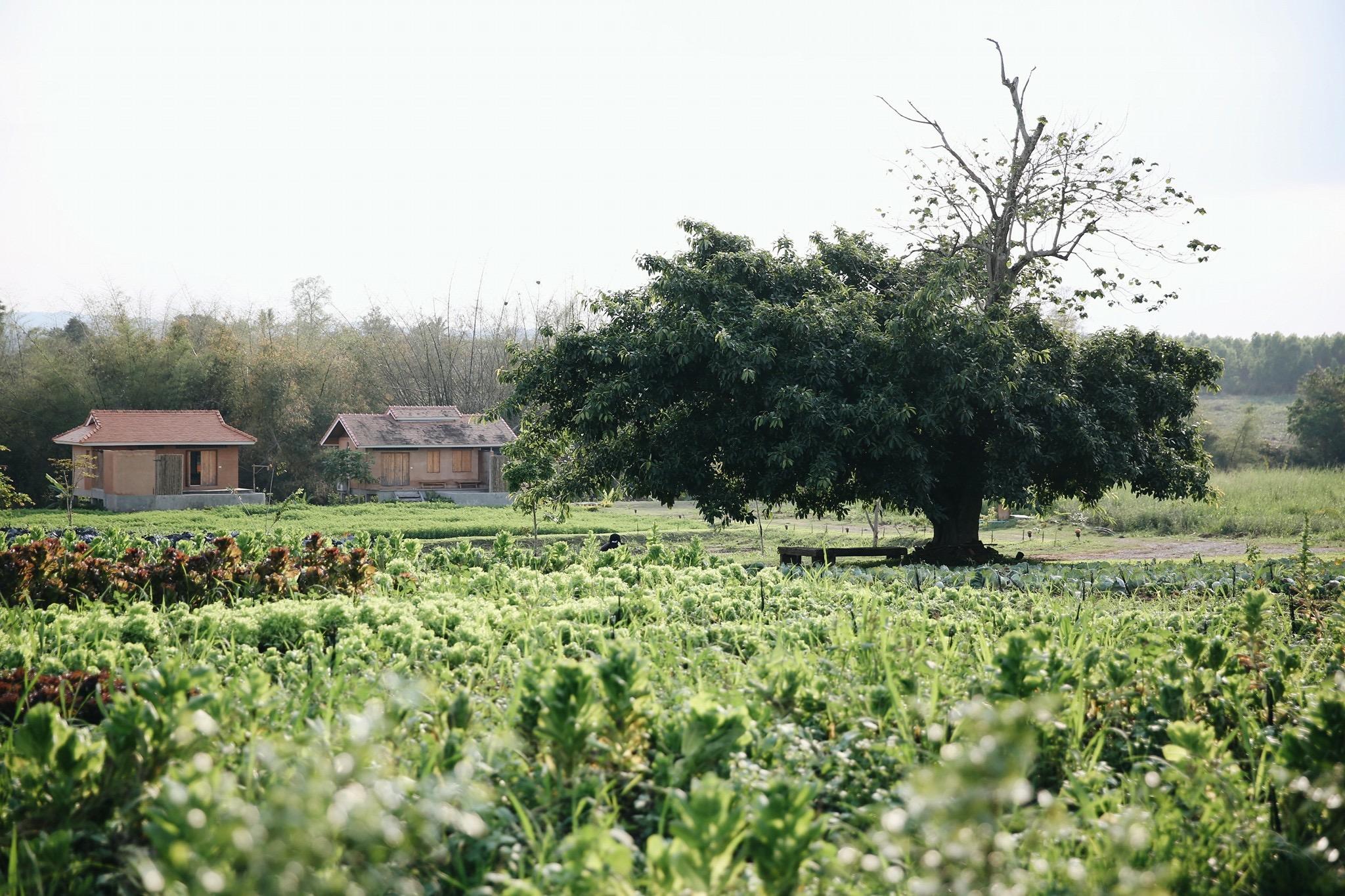 Organic Coolliving Farmhouse The 2.5-star Organic Coolliving Farmhouse offers comfort and convenience whether youre on business or holiday in Khao Yai. Both business travelers and tourists can enjoy the propertys facilities and