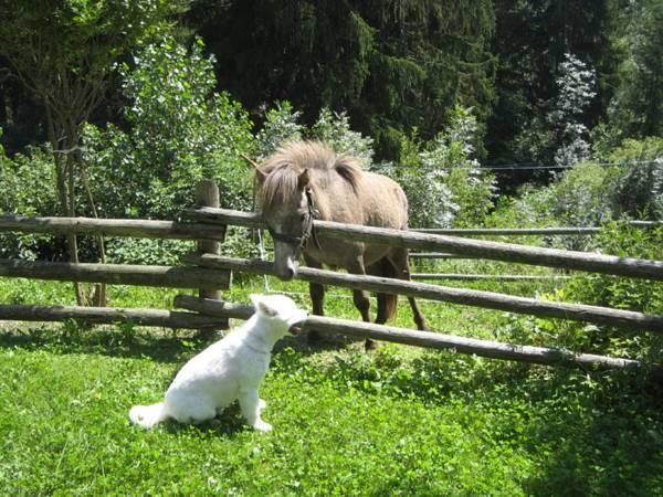 This photo about Hotel Mair Am Bach shared on HyHotel.com